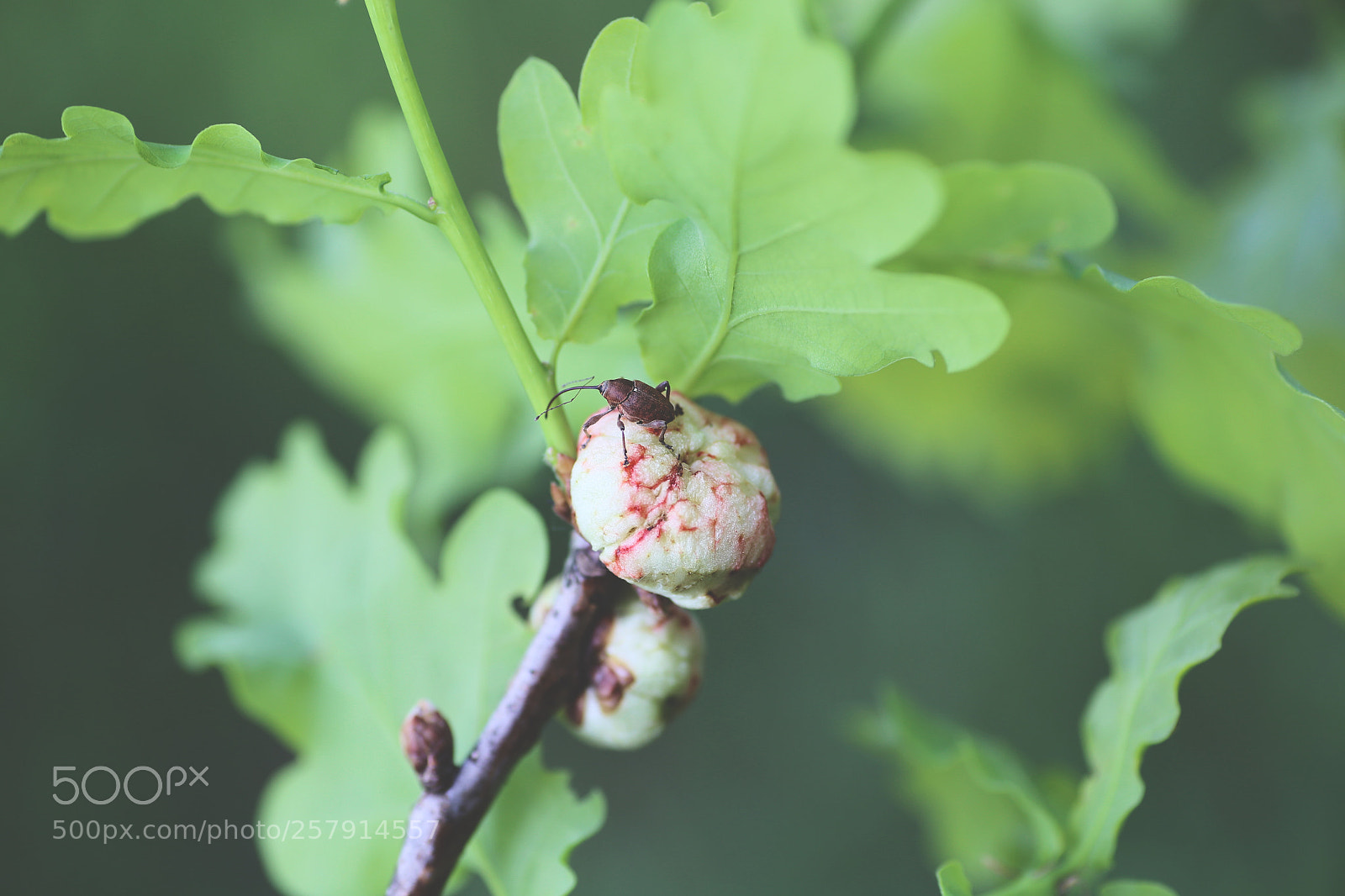 Canon EOS 6D sample photo. A long nose photography