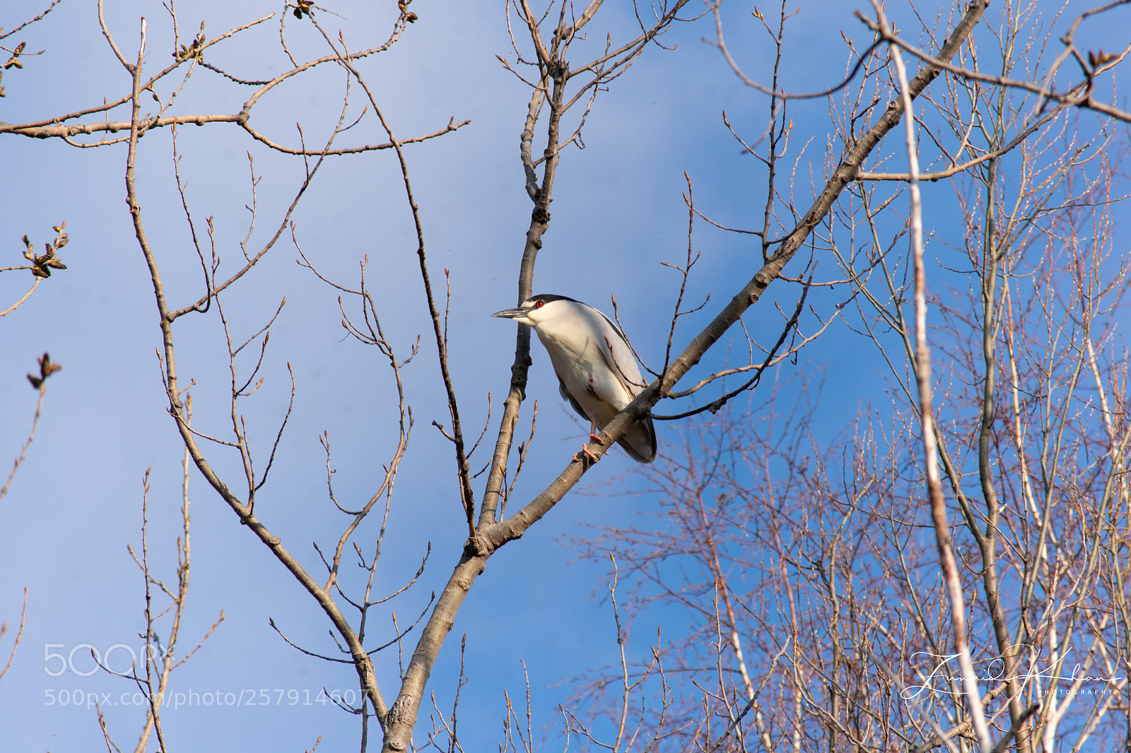Nikon D3400 sample photo. Heron photography