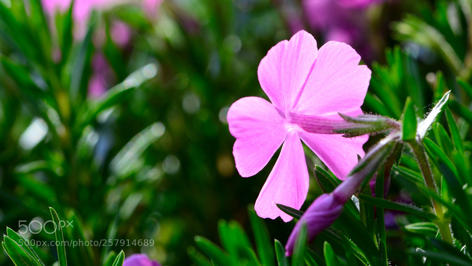 Nikon D7100 sample photo. On the balcony photography