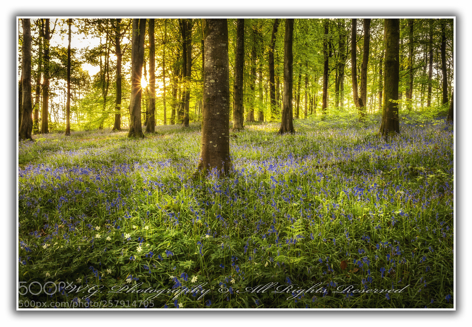 Fujifilm X-T2 sample photo. Portglenone forest in the photography