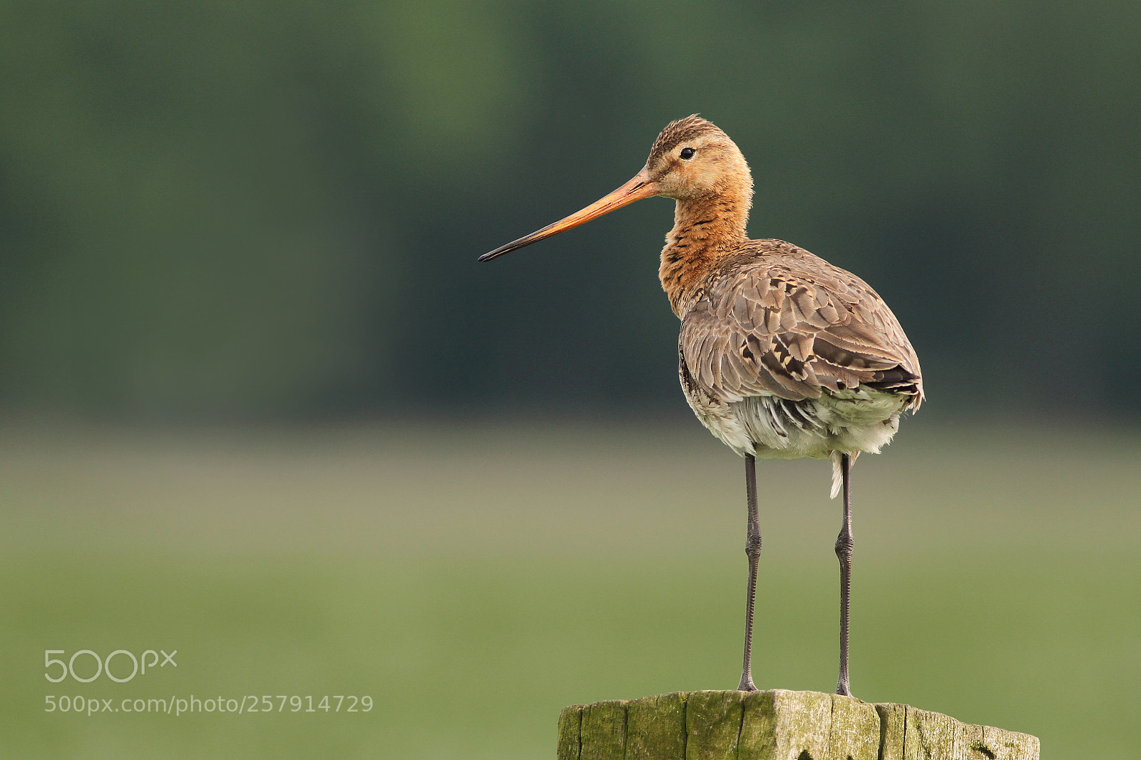 Canon EOS 7D sample photo. Grutto (limosa limosa) photography