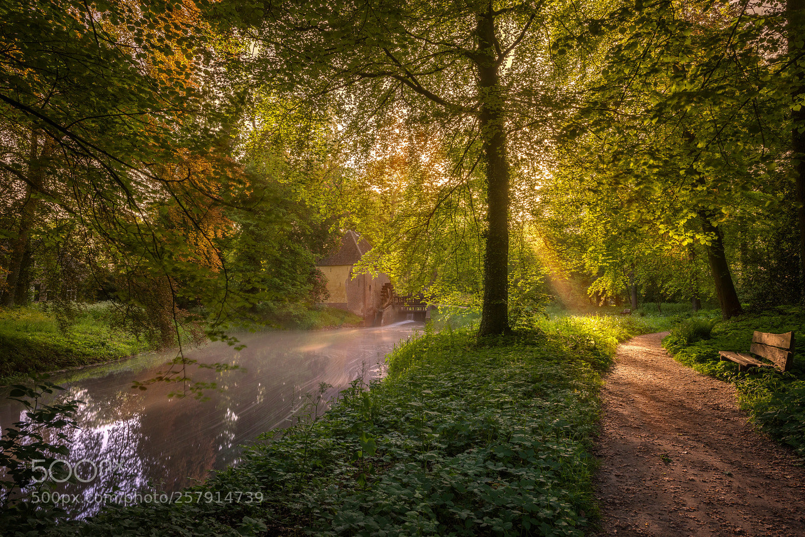 Nikon D810 sample photo. Forest sunrise photography