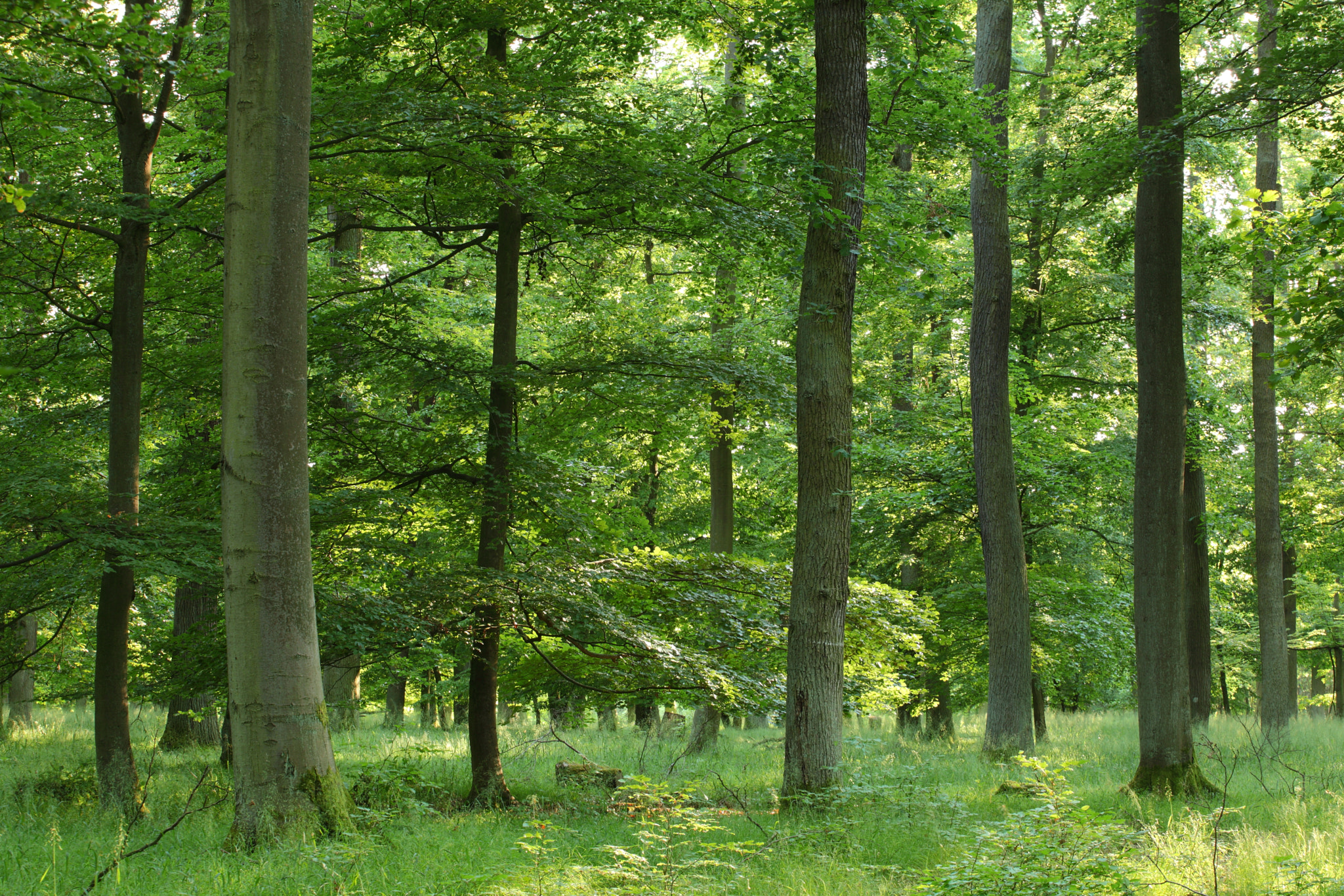 Canon EF 70-200mm F4L USM sample photo. Forest photography