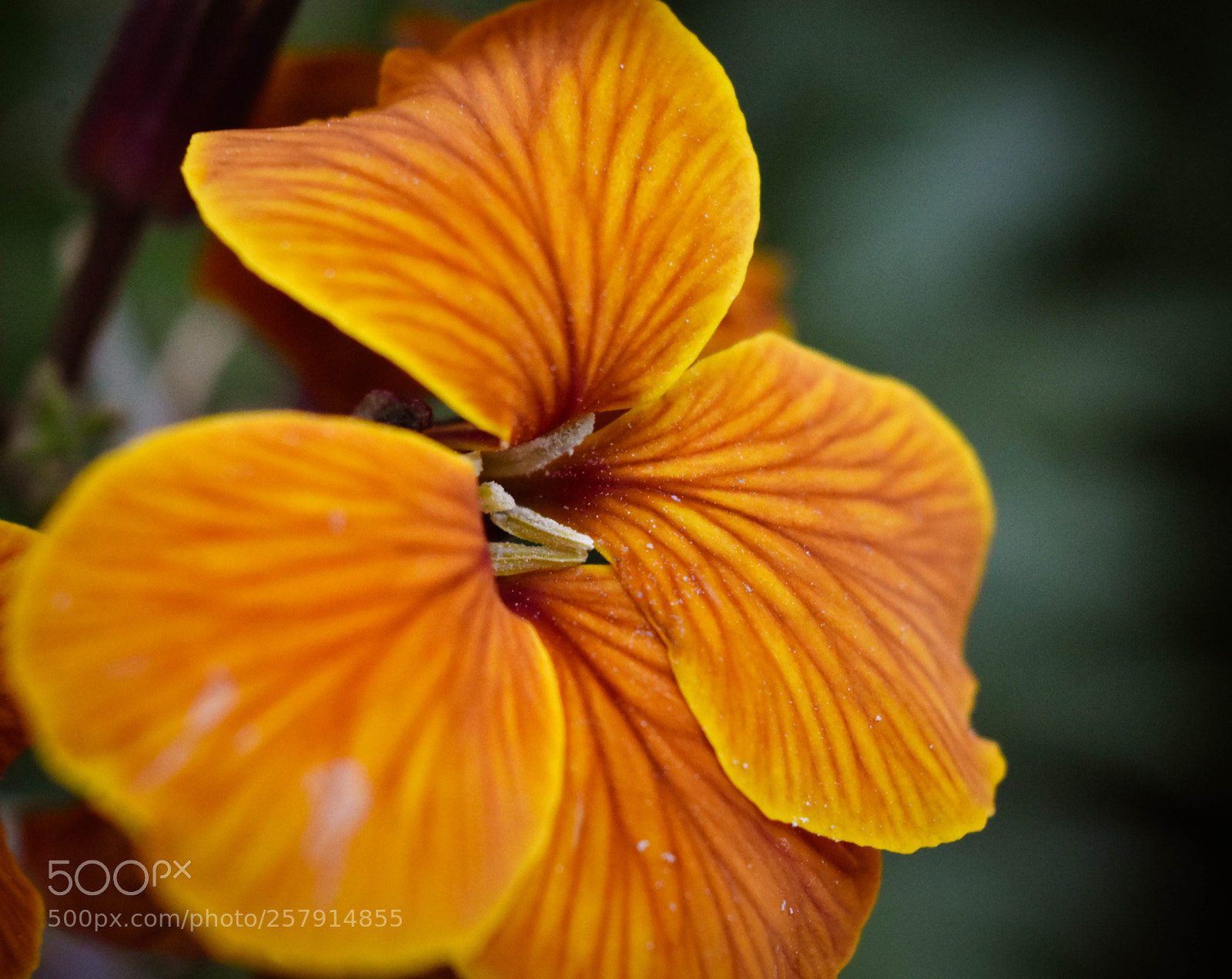 Nikon D3400 sample photo. Erysimum photography