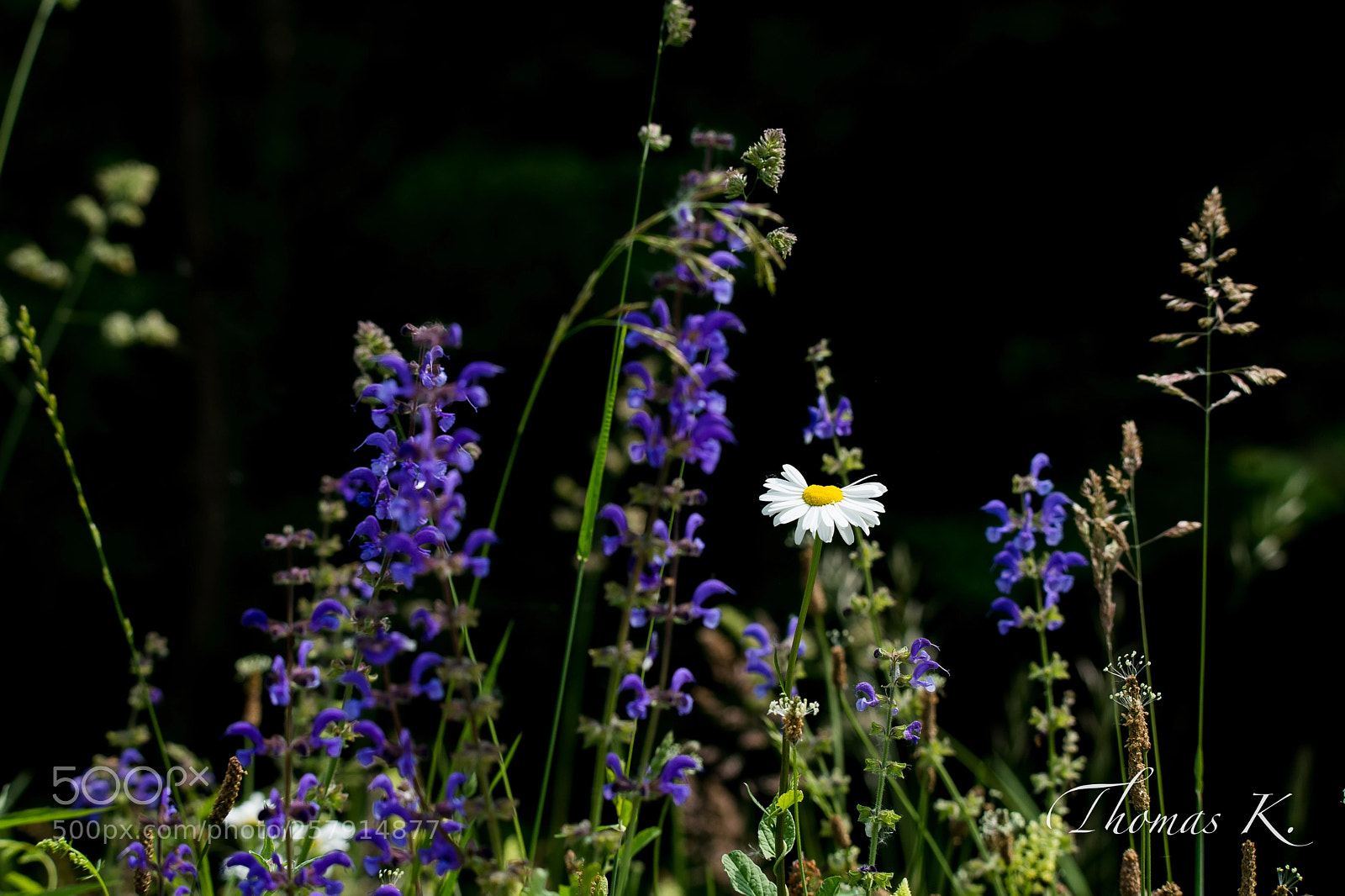Sony SLT-A99V sample photo. Meadow sage and ox-eye photography