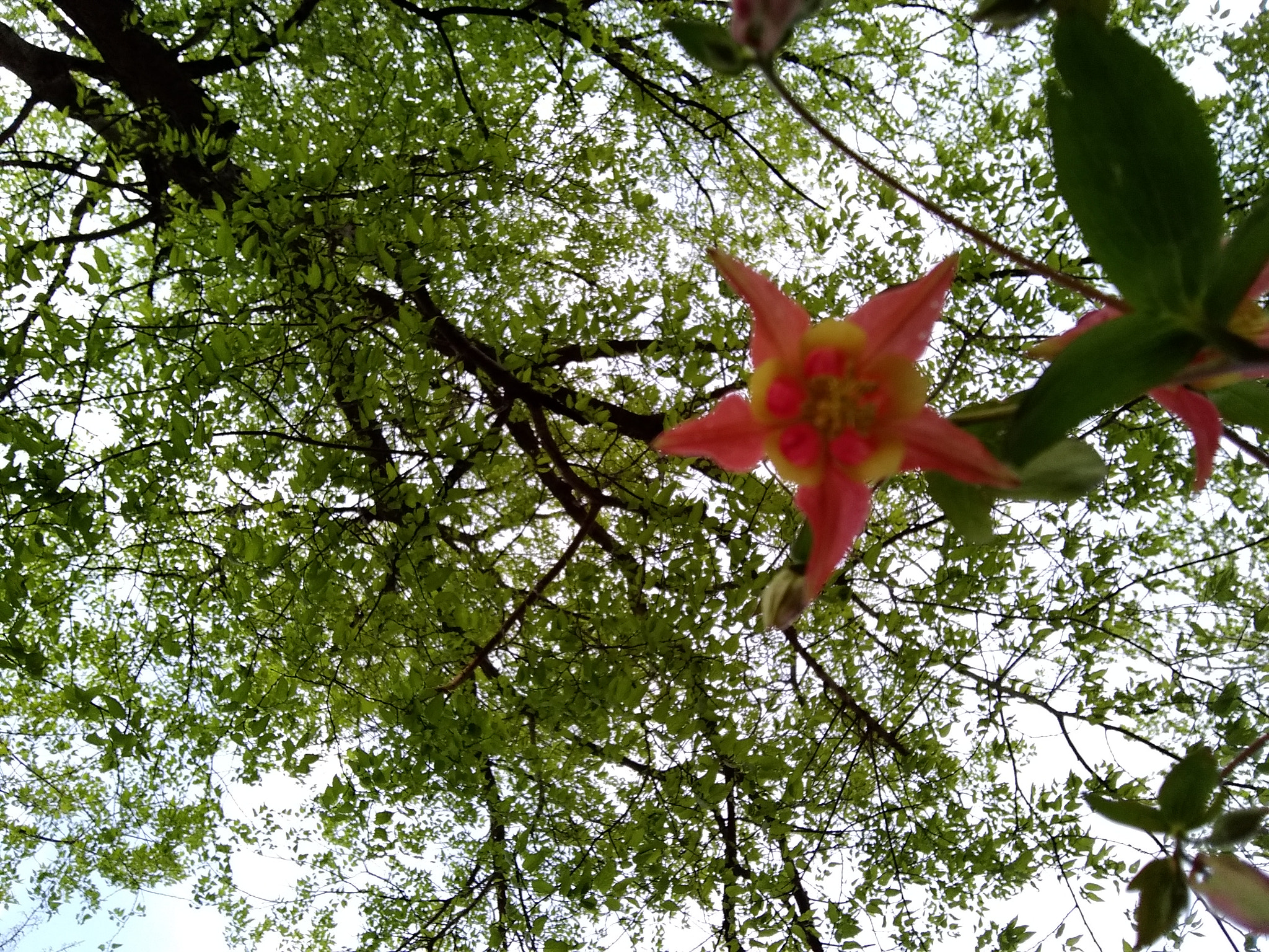 Motorola Moto E4 sample photo. Undershot photography