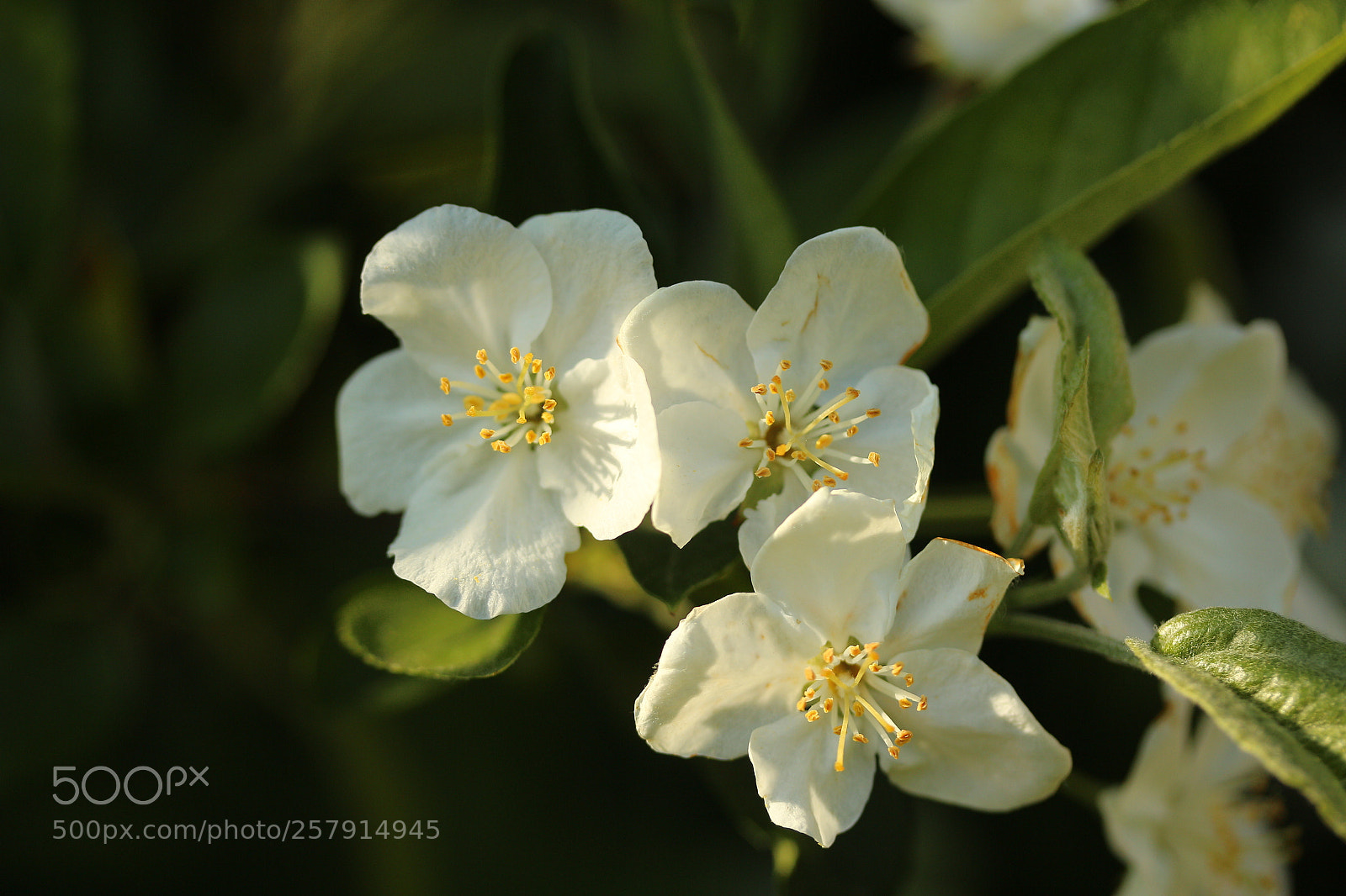 Canon EF-S 60mm F2.8 Macro USM sample photo. Bloom in the park photography