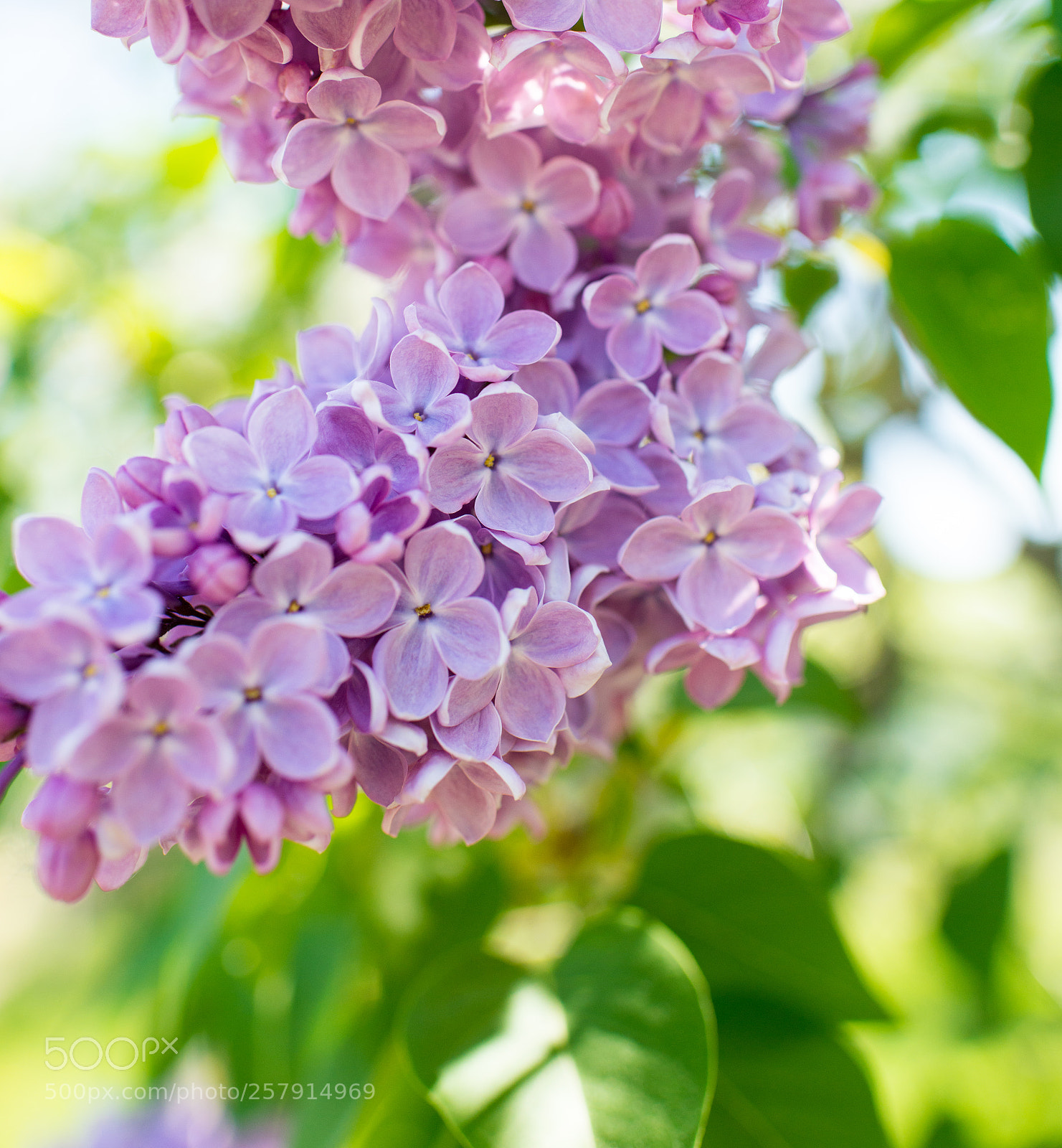 Nikon D800E sample photo. Lilac photography
