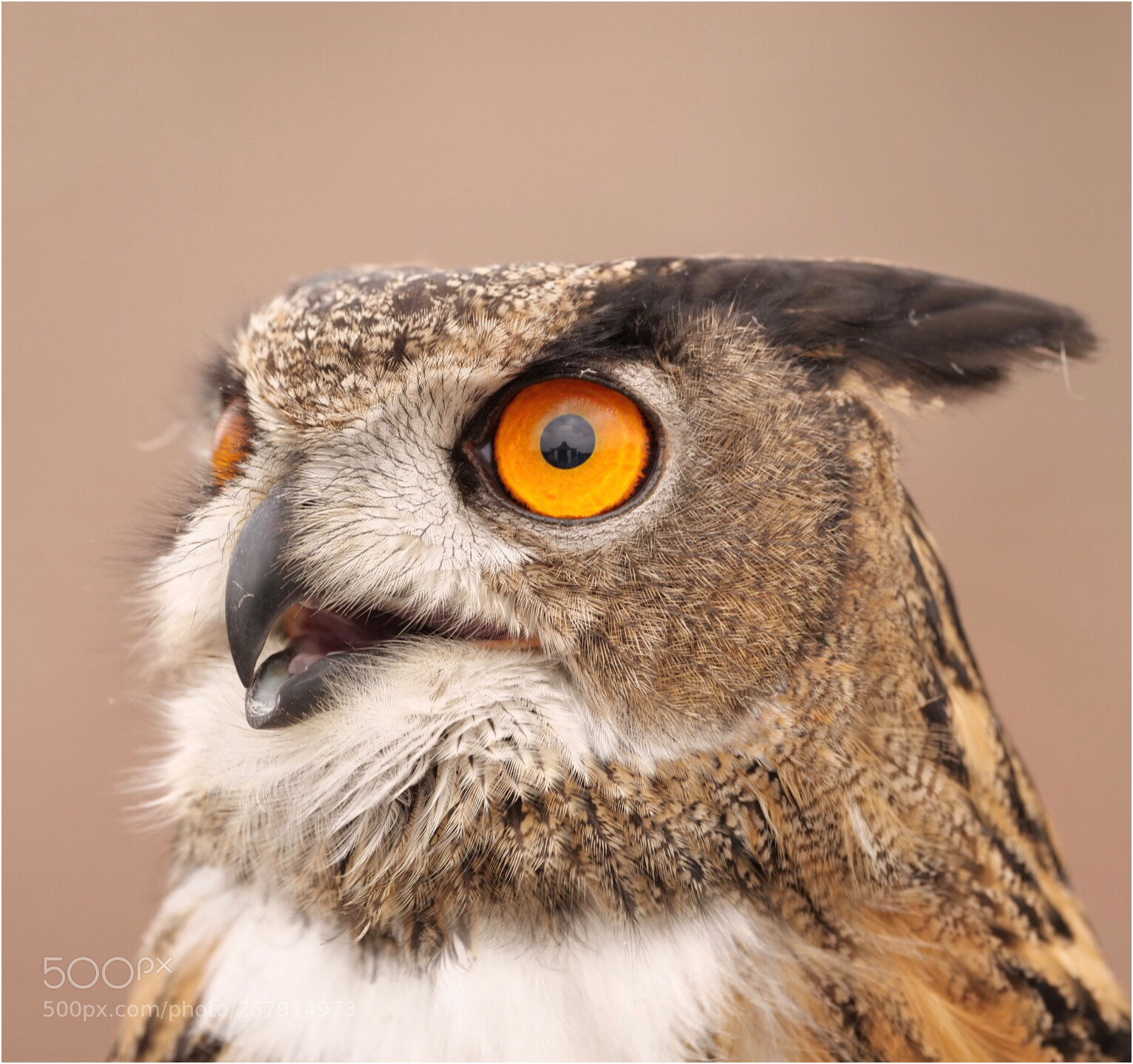 Panasonic Lumix DC-G9 sample photo. European eagle owl photography