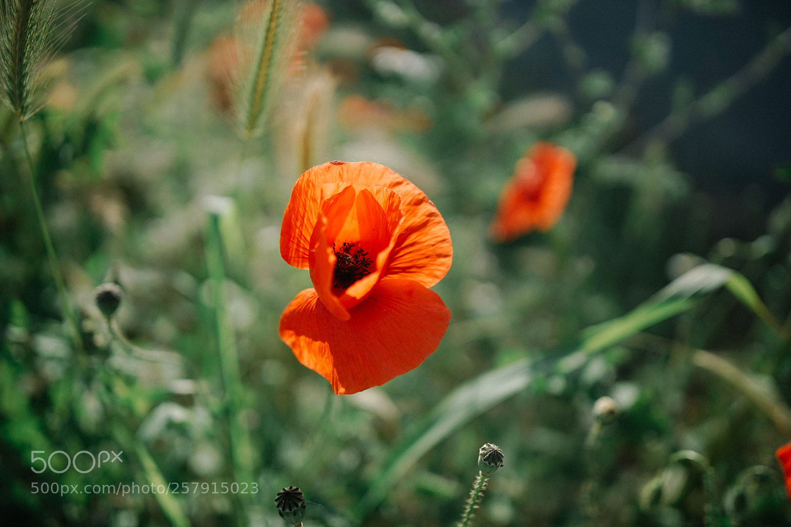 Sony a7 sample photo. Dsc photography
