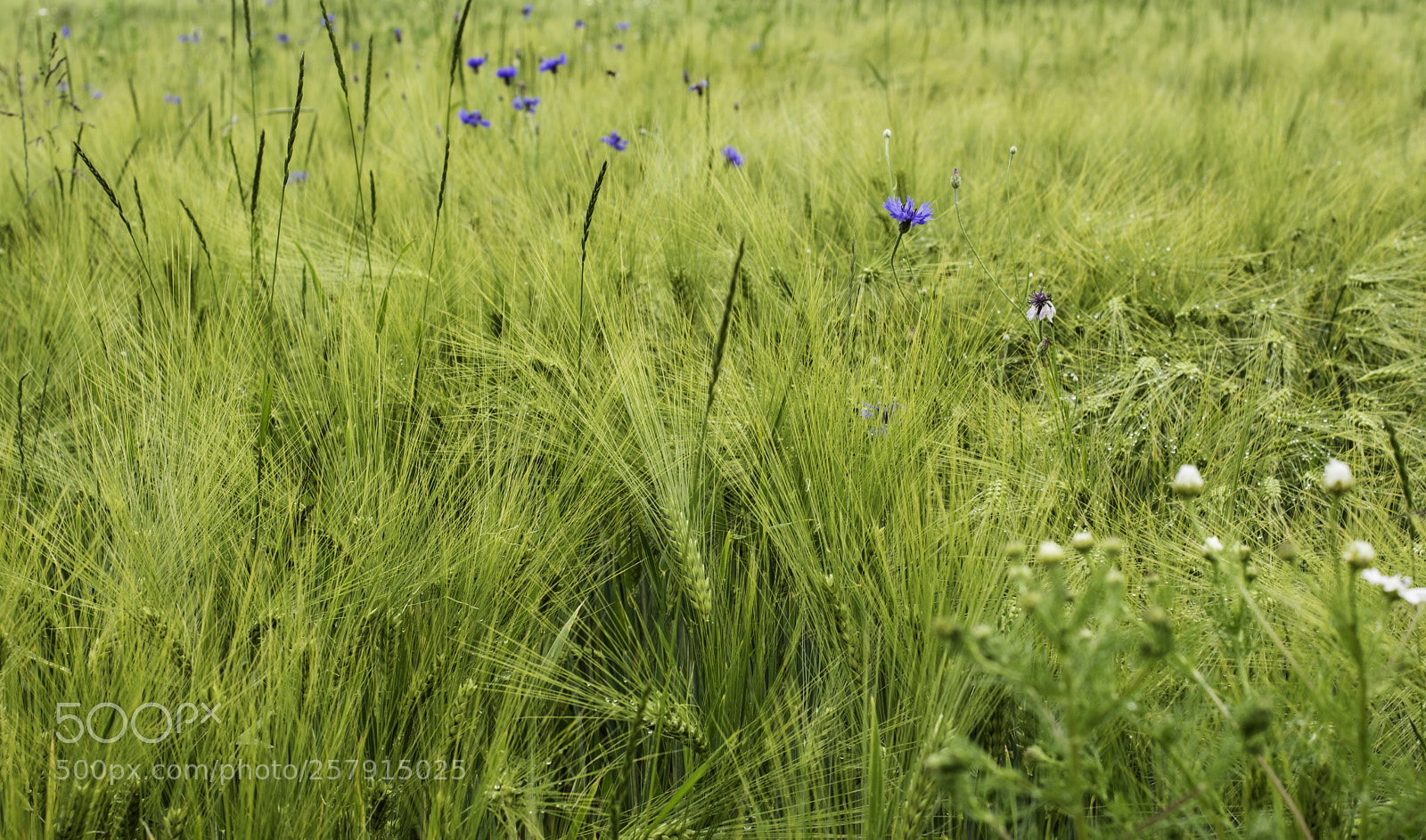 Nikon D7200 sample photo. A little blue. photography