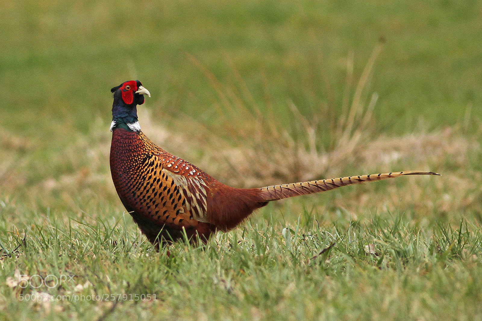 Canon EOS 7D sample photo. Fazant (phasianus colchicus) photography
