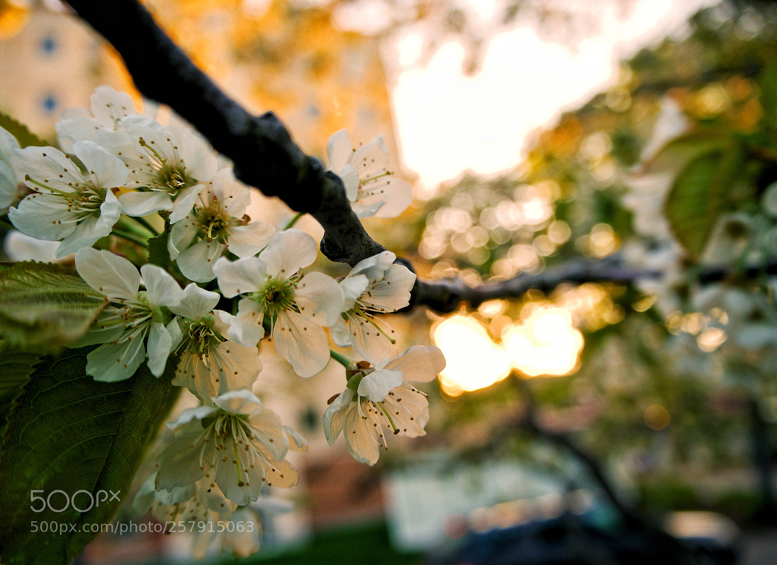 Olympus OM-D E-M10 II sample photo. Evening light photography
