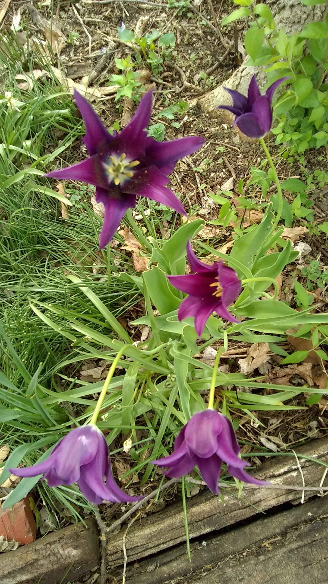 Motorola Moto E4 sample photo. Purps photography