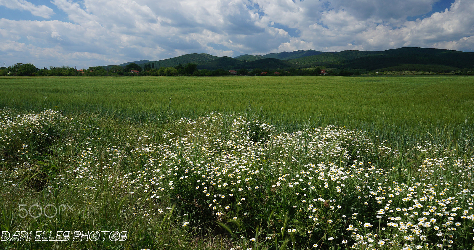 Sony Alpha NEX-3N sample photo. Green.jpg photography