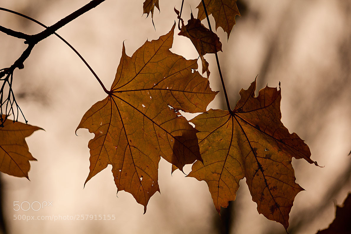 Canon EOS 550D (EOS Rebel T2i / EOS Kiss X4) sample photo. Autumn leaf photography