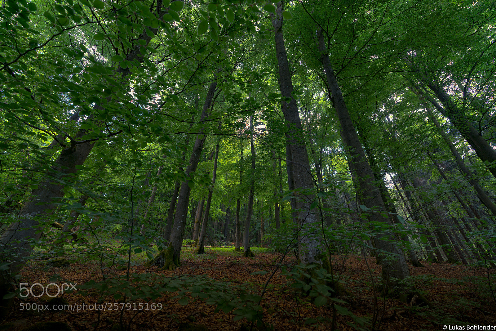 Sony a7R II sample photo. Forest, rhön photography