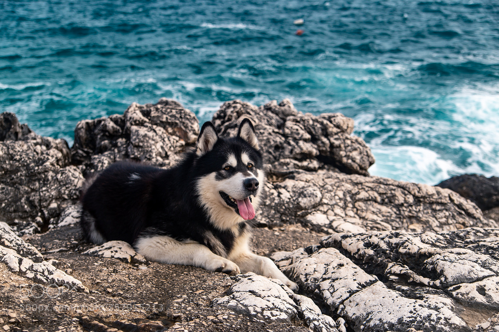 Canon EOS 6D sample photo. Denzel the malamue at photography