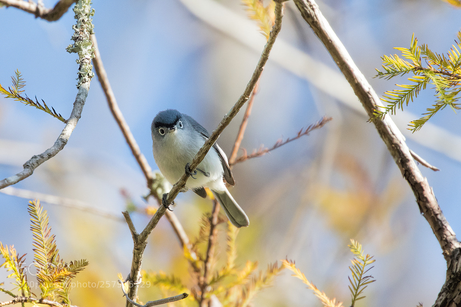 Canon EOS 7D Mark II sample photo. Blue-grey gnatcatcher photography