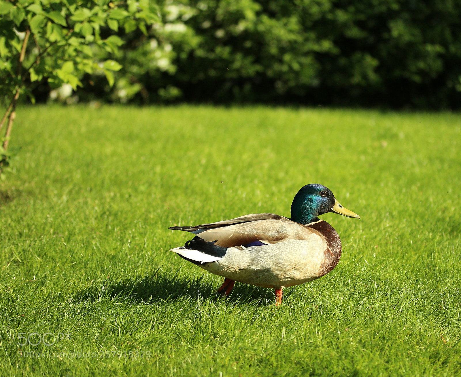 Canon EOS 700D (EOS Rebel T5i / EOS Kiss X7i) sample photo. Duck in the park photography
