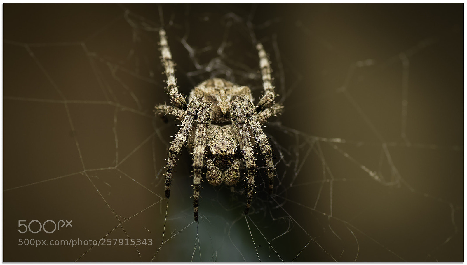 Nikon D750 sample photo. Spider photography