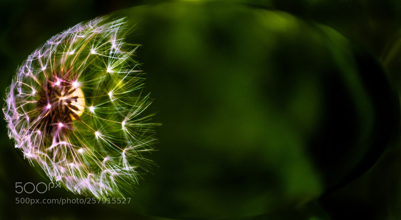 Nikon D810 sample photo. Dandelion photography