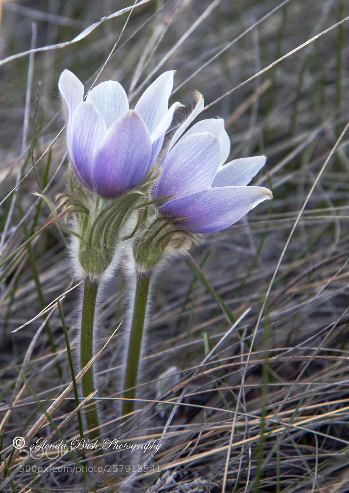 Canon EOS 70D sample photo. Crocus photography