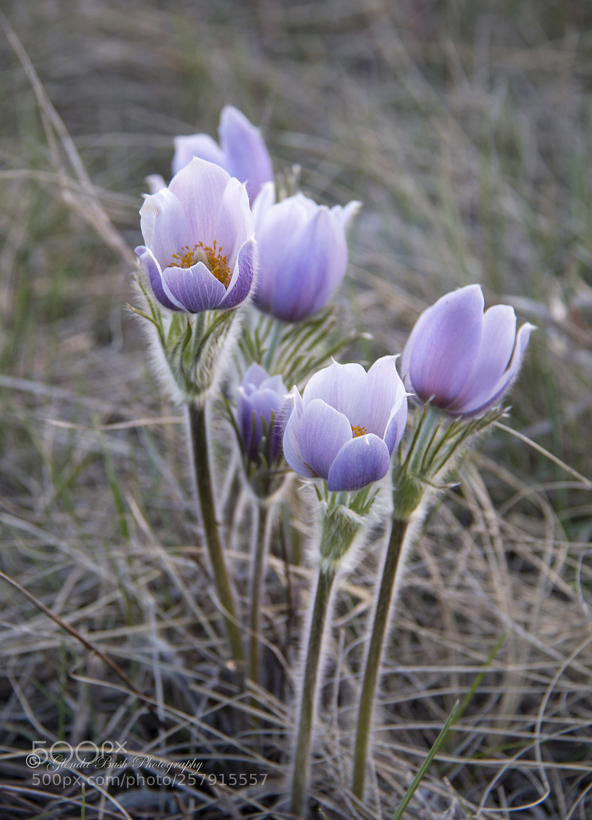 Canon EOS 70D sample photo. Best crocus photography