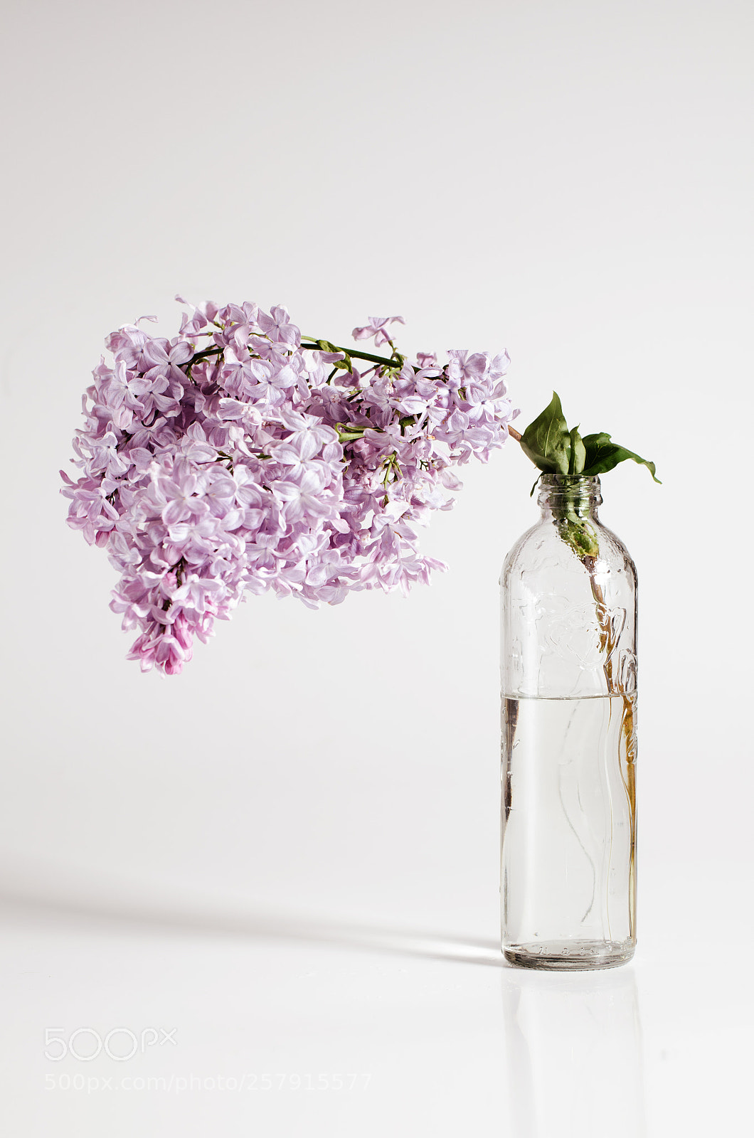 Nikon D7000 sample photo. Branch of lilac in photography
