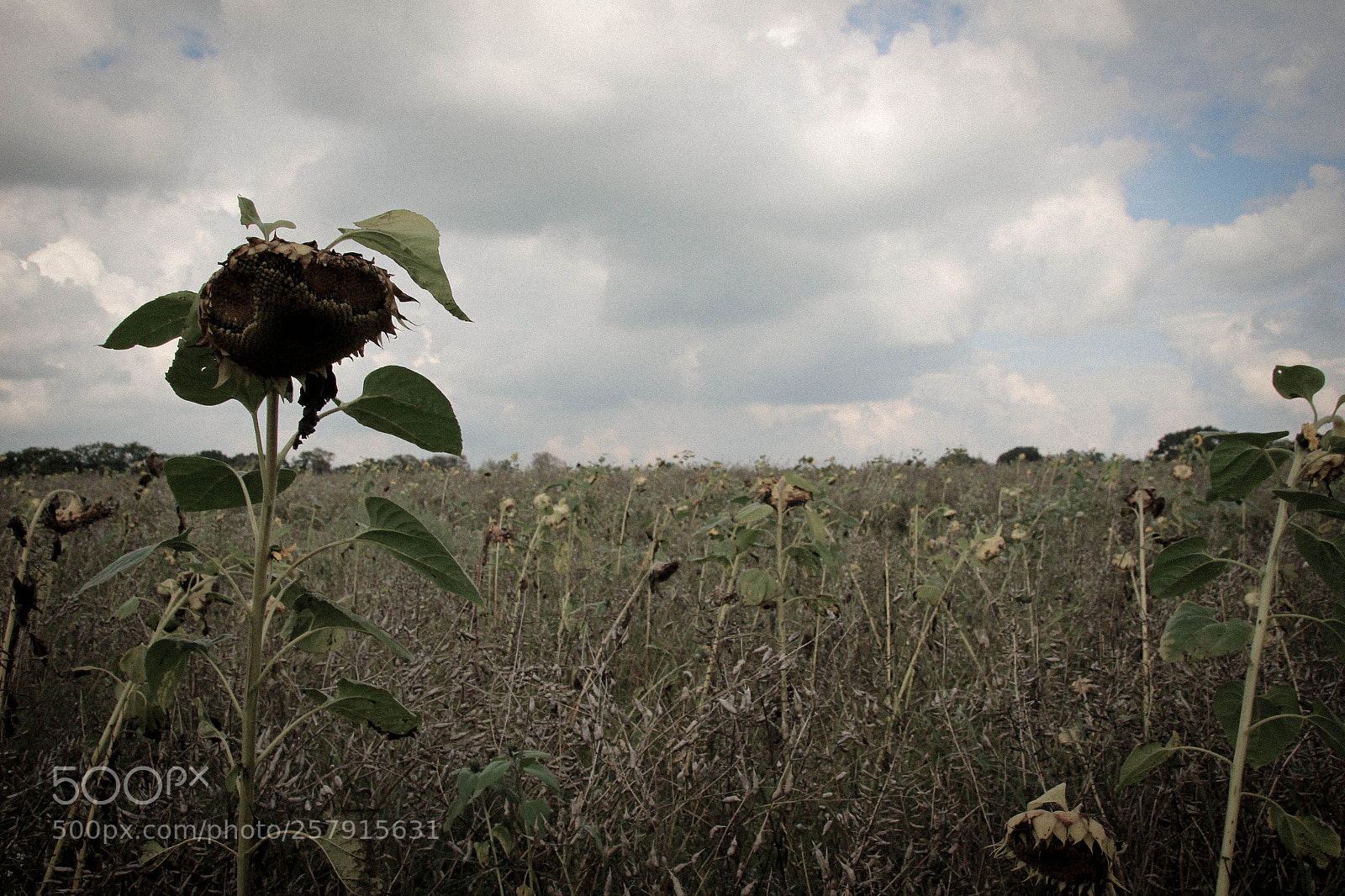 Canon EOS 100D (EOS Rebel SL1 / EOS Kiss X7) sample photo. Wastelands photography