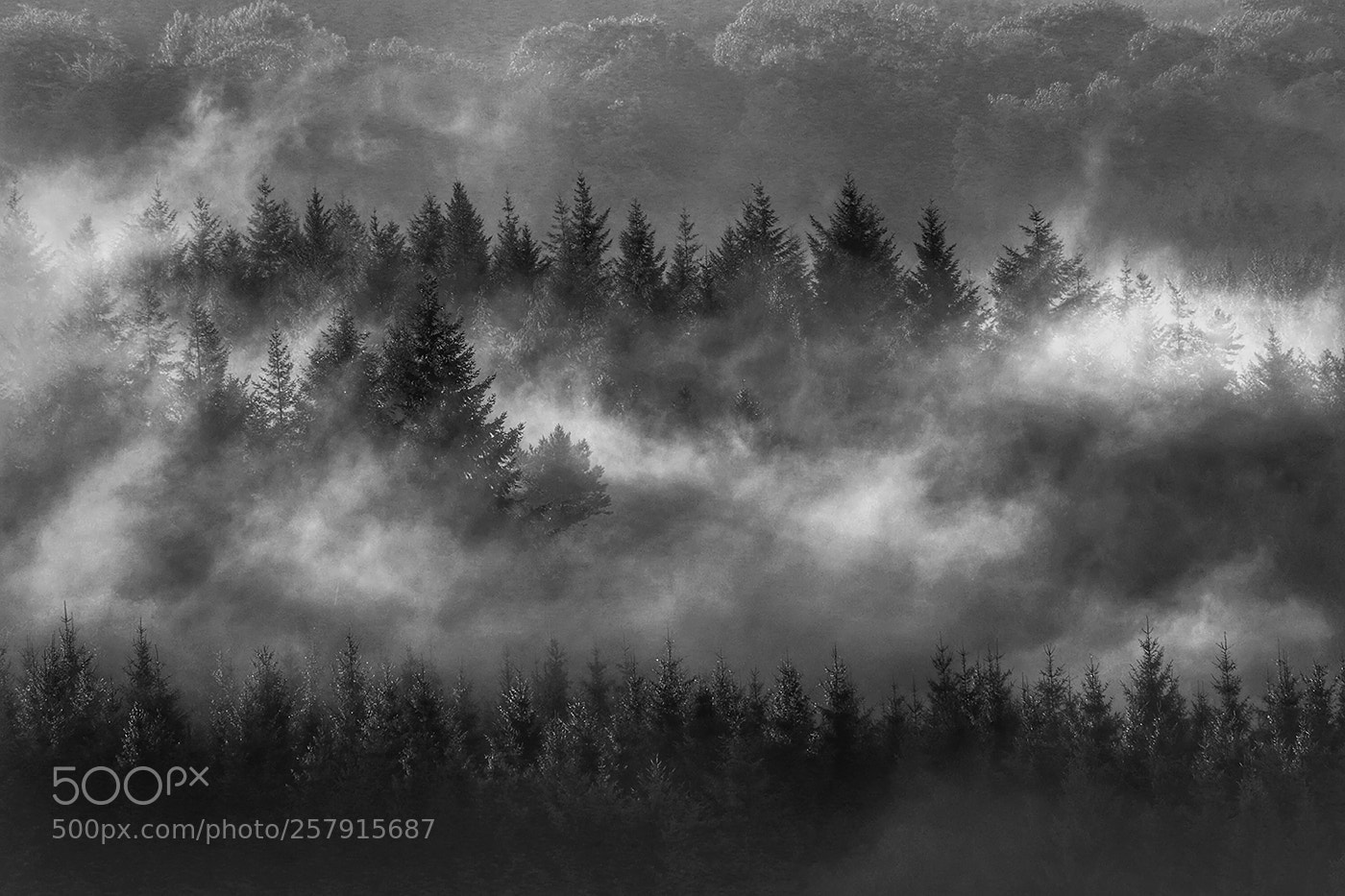 Canon EOS 80D sample photo. Forest of ardennes photography