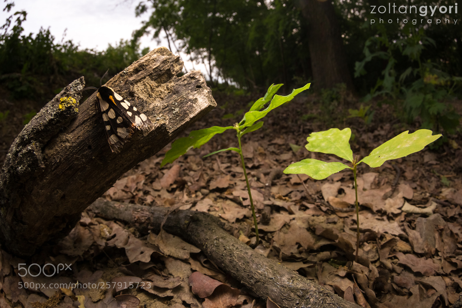 Canon EOS 6D sample photo. Cream-spot tiger photography