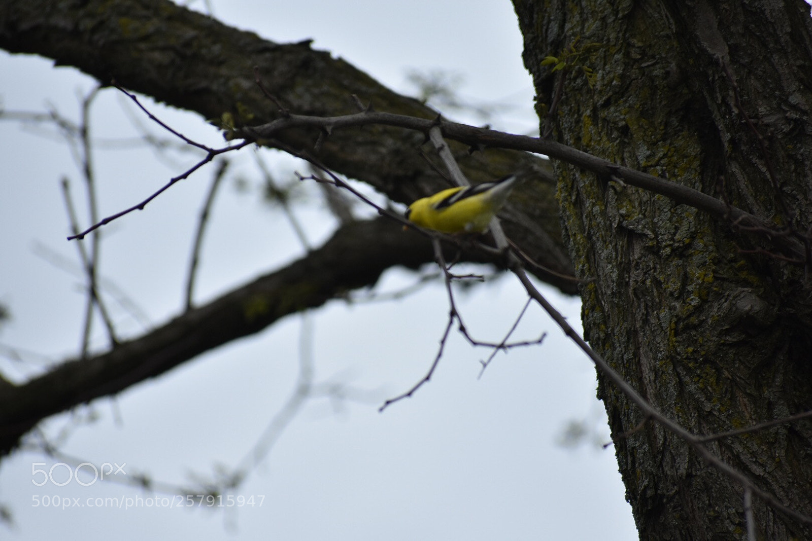 Nikon D3400 sample photo. Goldfinch 2 photography