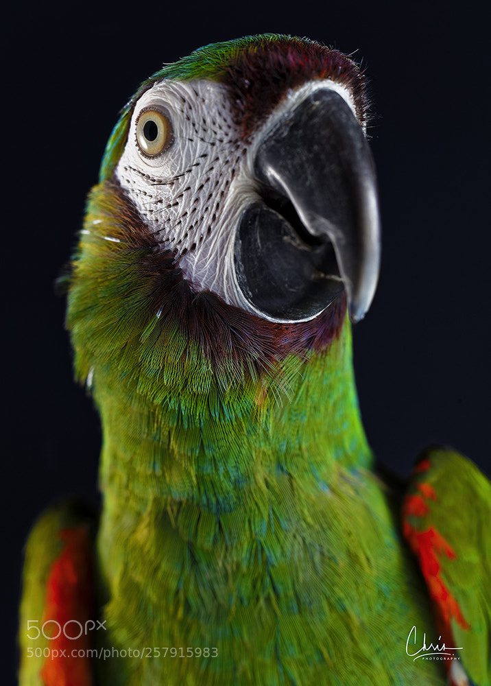 Canon EOS 5DS R sample photo. Parrots collection photography