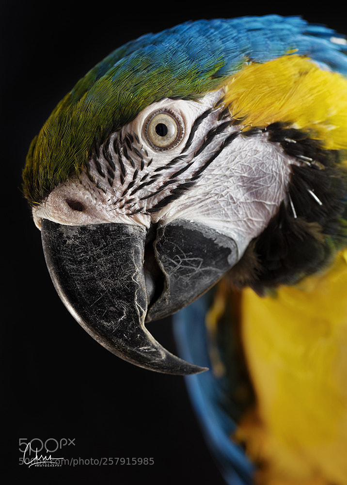Canon EOS 5DS R sample photo. Parrots collection photography