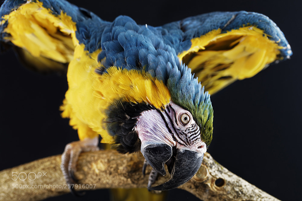 Canon EOS 5DS R sample photo. Parrots collection photography