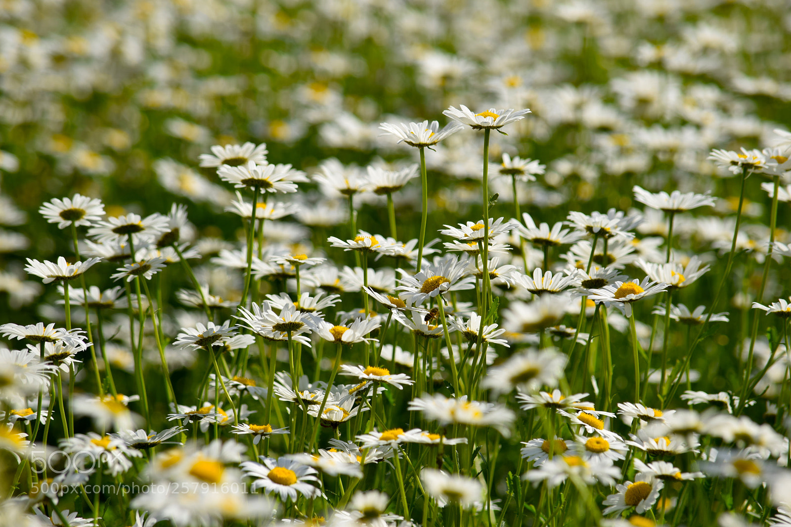 Nikon D3300 sample photo. Lots and lots of photography