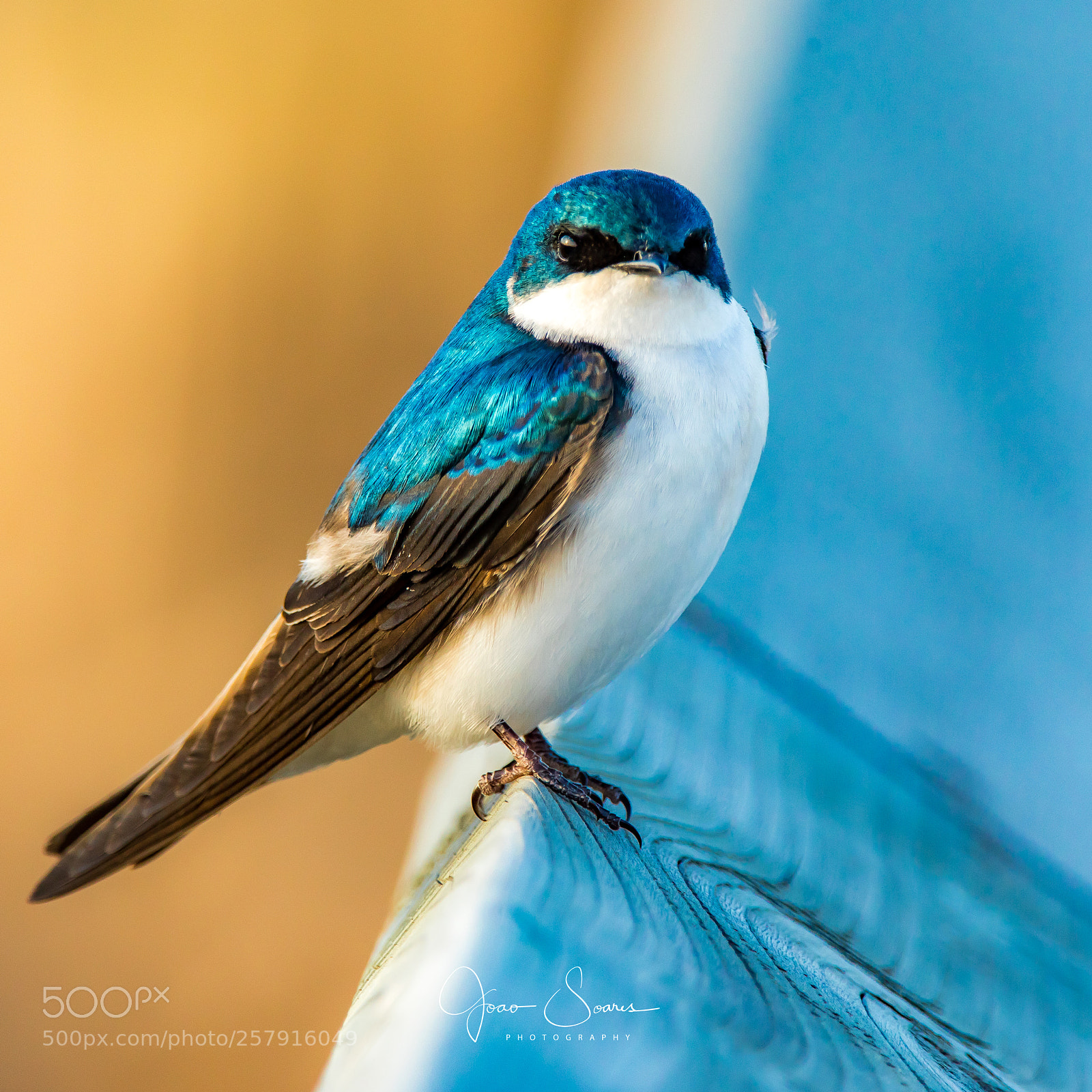 Canon EOS 5D Mark IV sample photo. Tree swallow photography