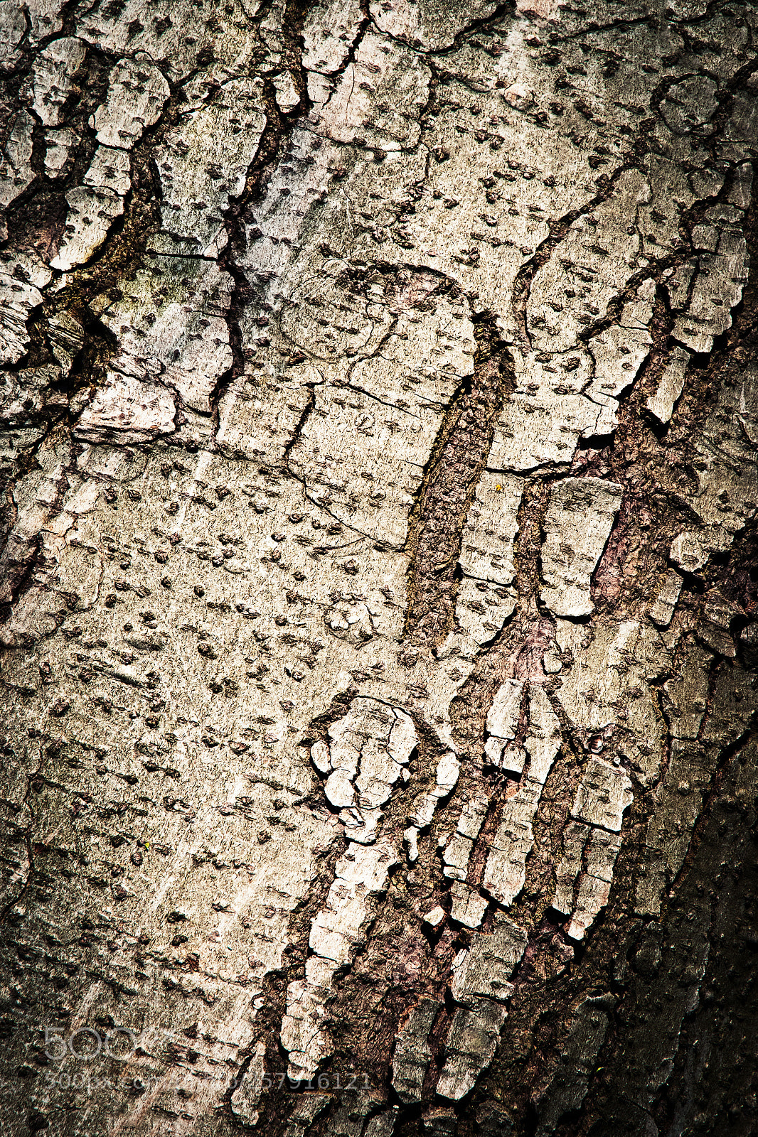 Nikon D5500 sample photo. Greyish bark tree photography