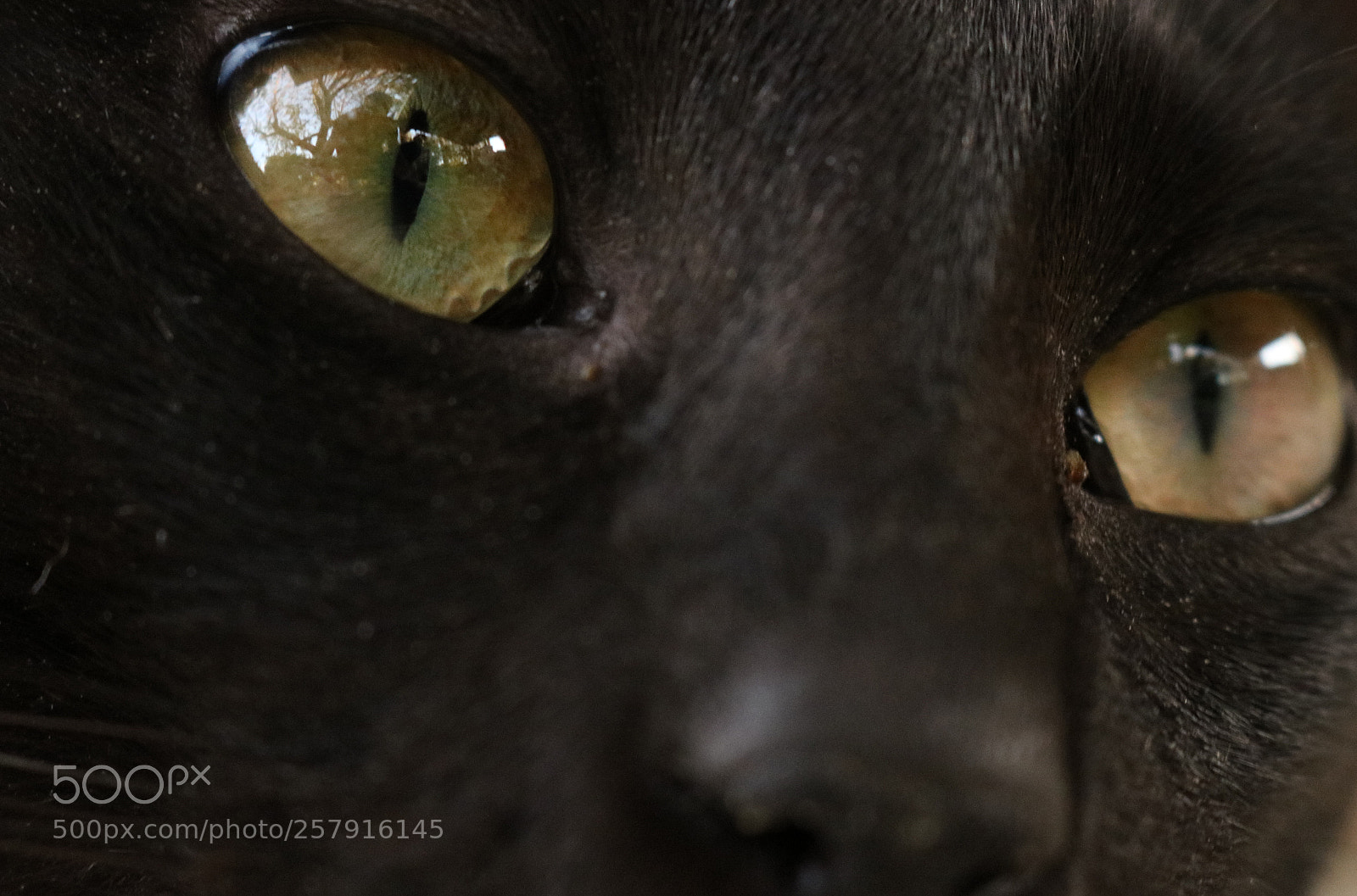 Canon EOS 750D (EOS Rebel T6i / EOS Kiss X8i) sample photo. Amazing eyes photography