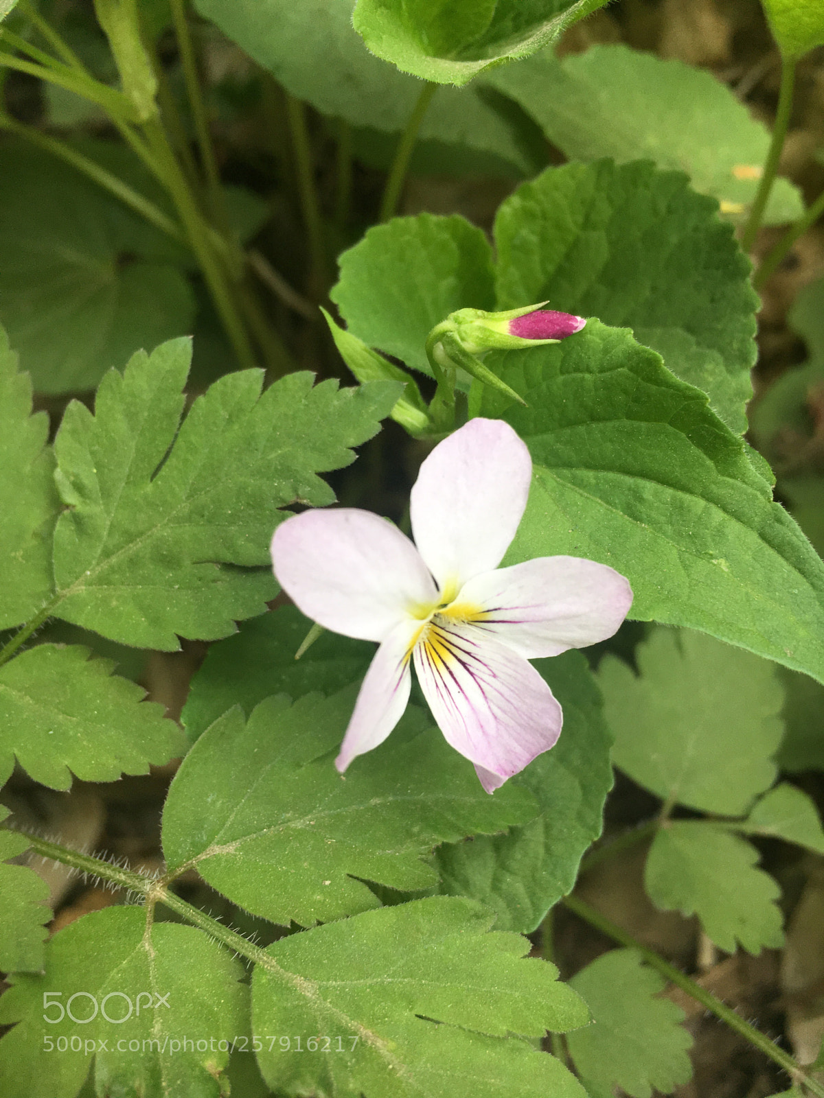 Apple iPhone 6s sample photo. Mother’s day flower photography