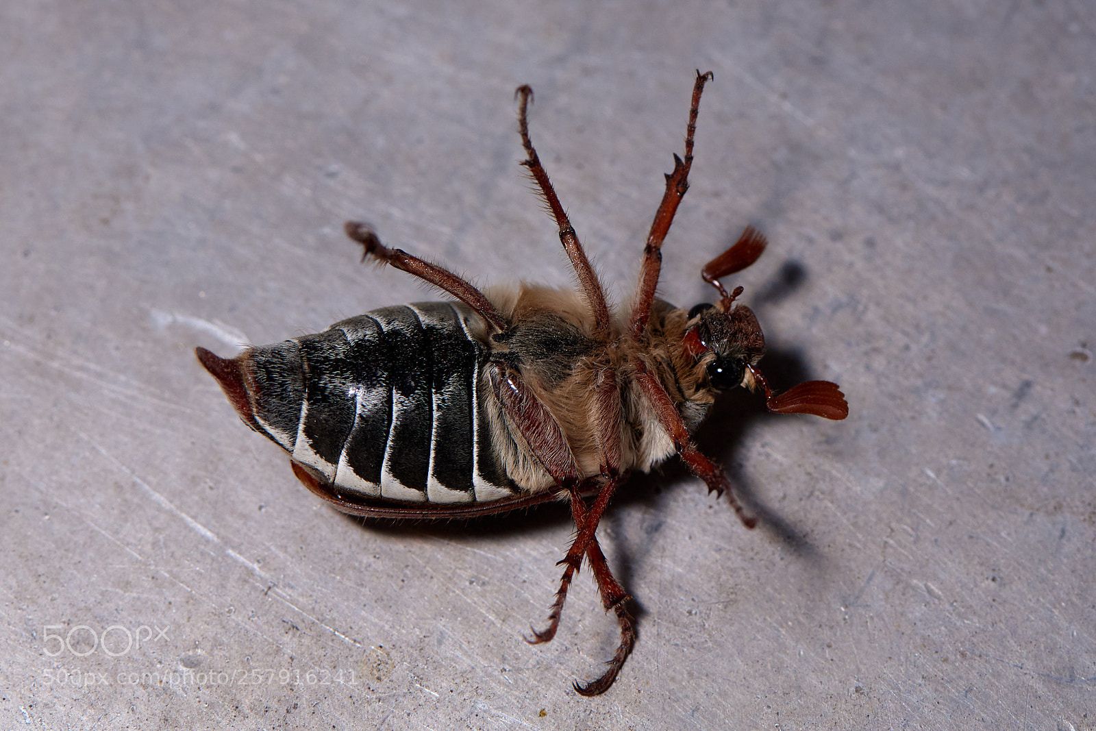 Nikon D750 sample photo. Сockchafer photography