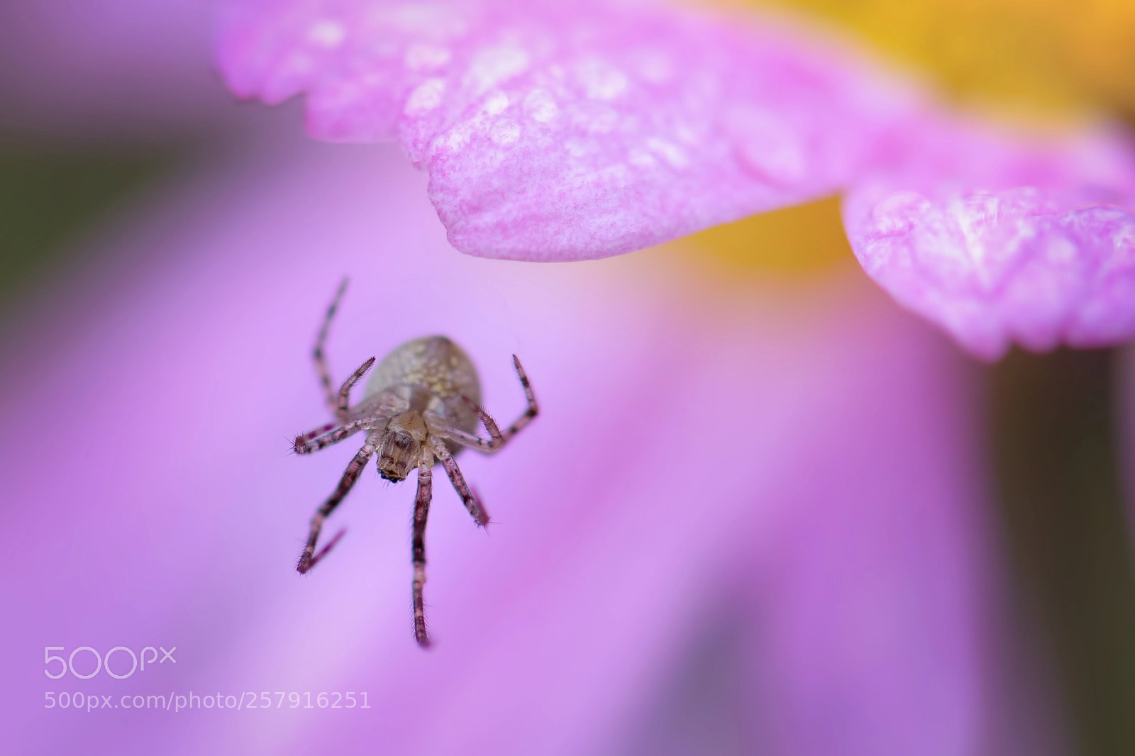 Nikon D5500 sample photo. Tiny spider photography