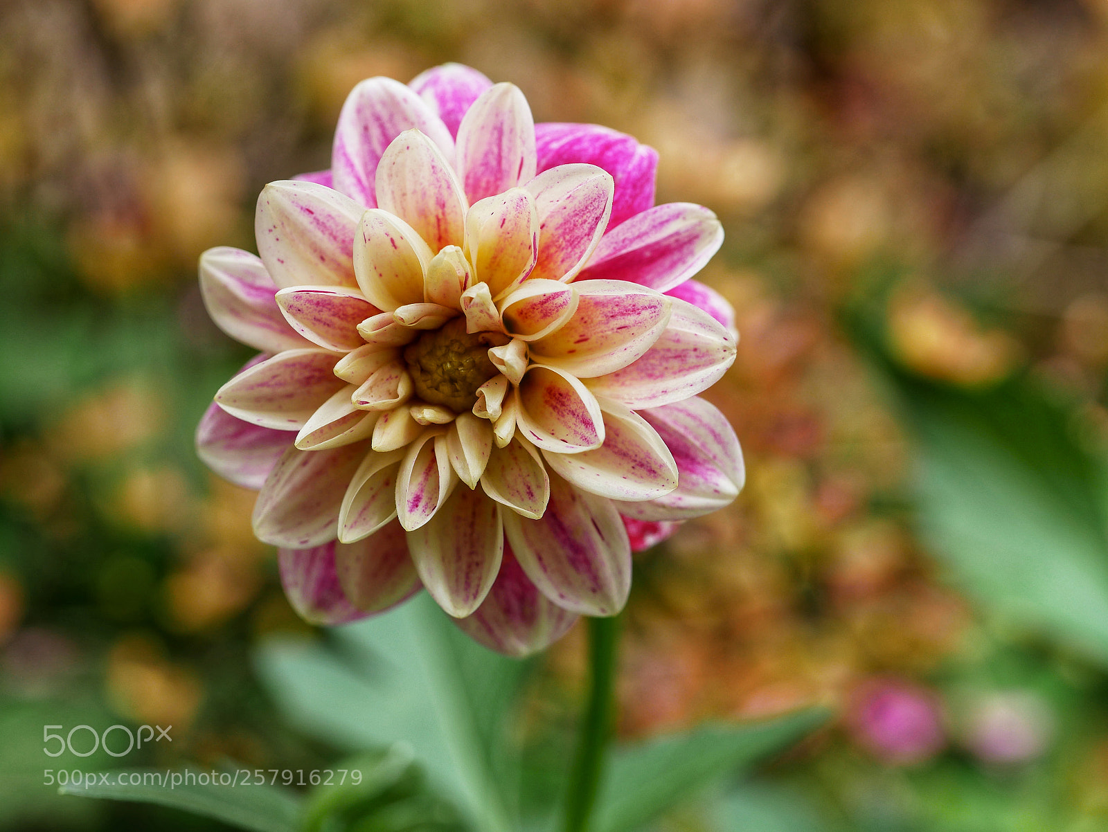 Panasonic Lumix DMC-GX85 (Lumix DMC-GX80 / Lumix DMC-GX7 Mark II) sample photo. ?... photography