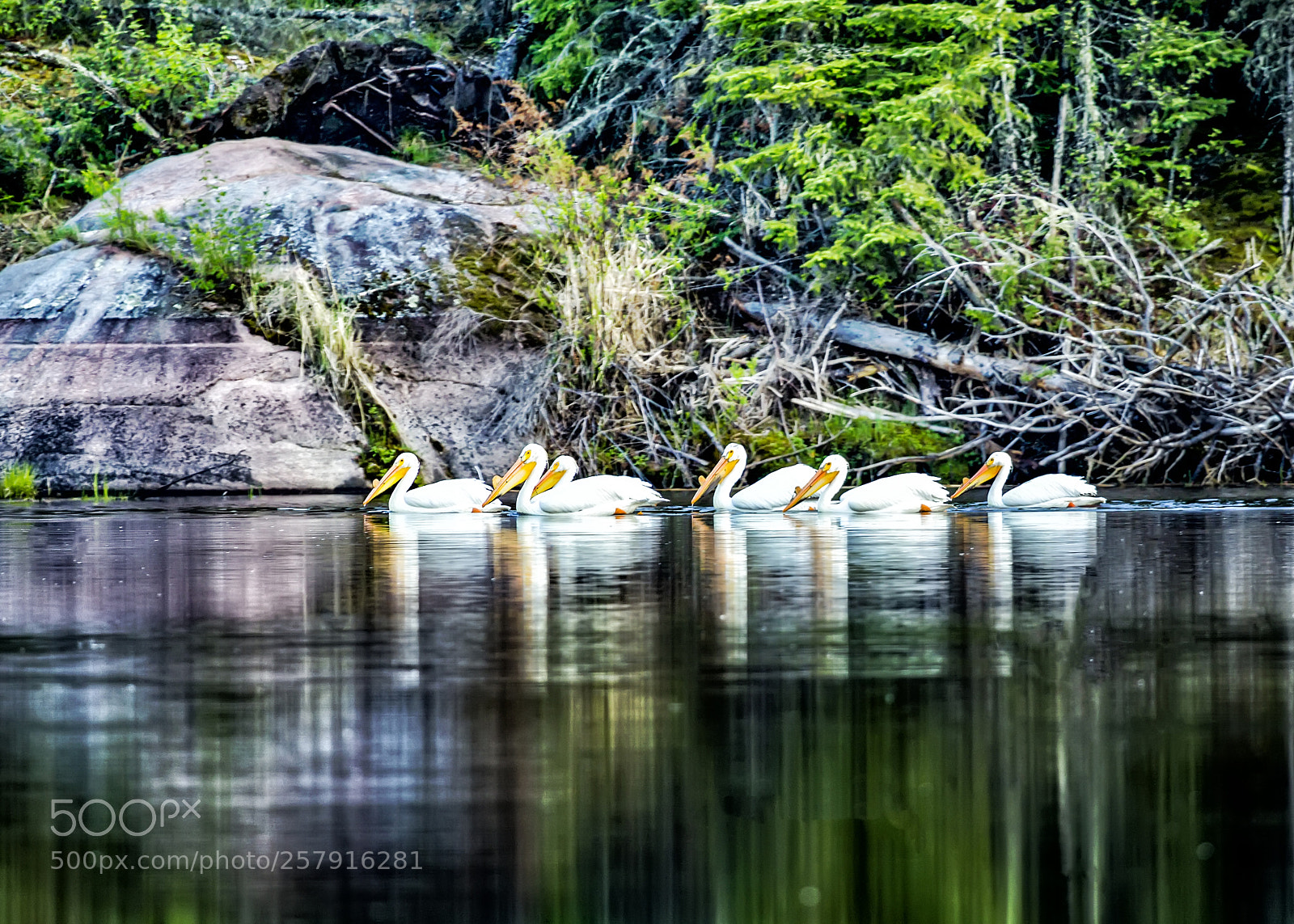 Canon EOS-1D Mark IV sample photo. 6 pelicans photography