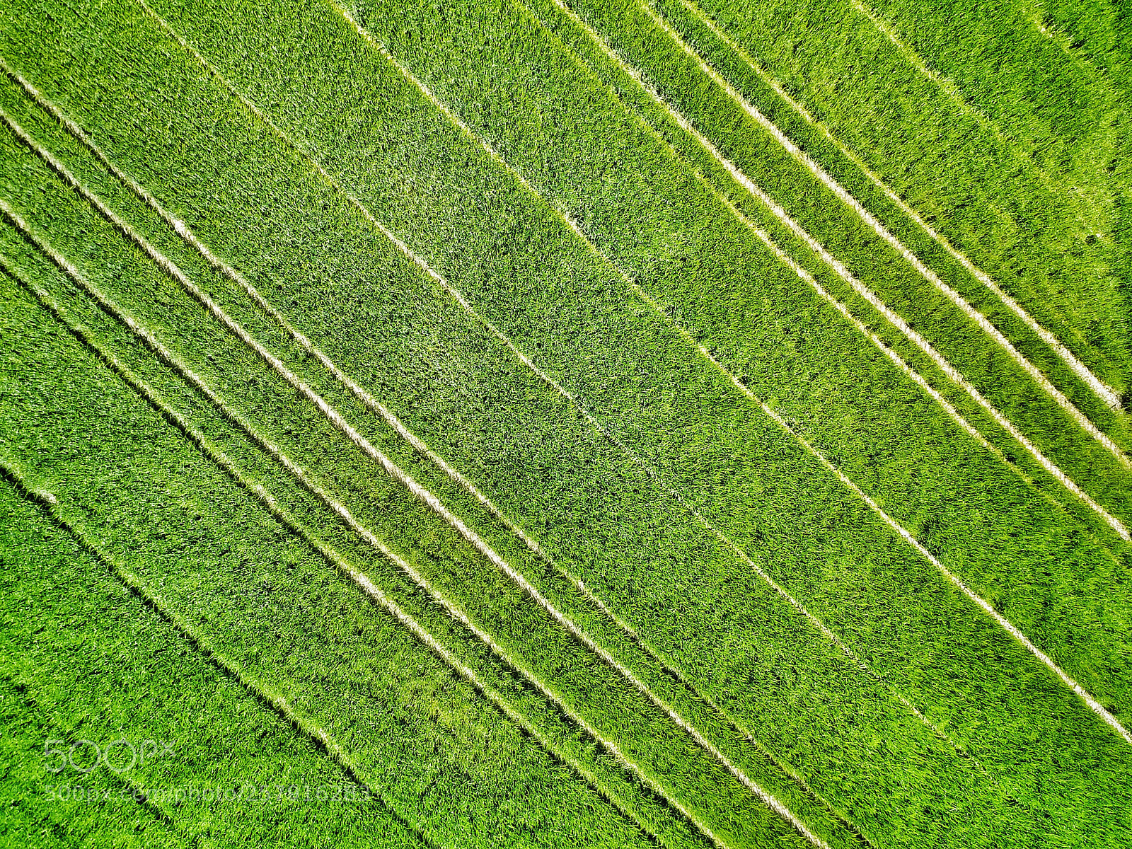 DJI FC220 sample photo. Green #132 photography