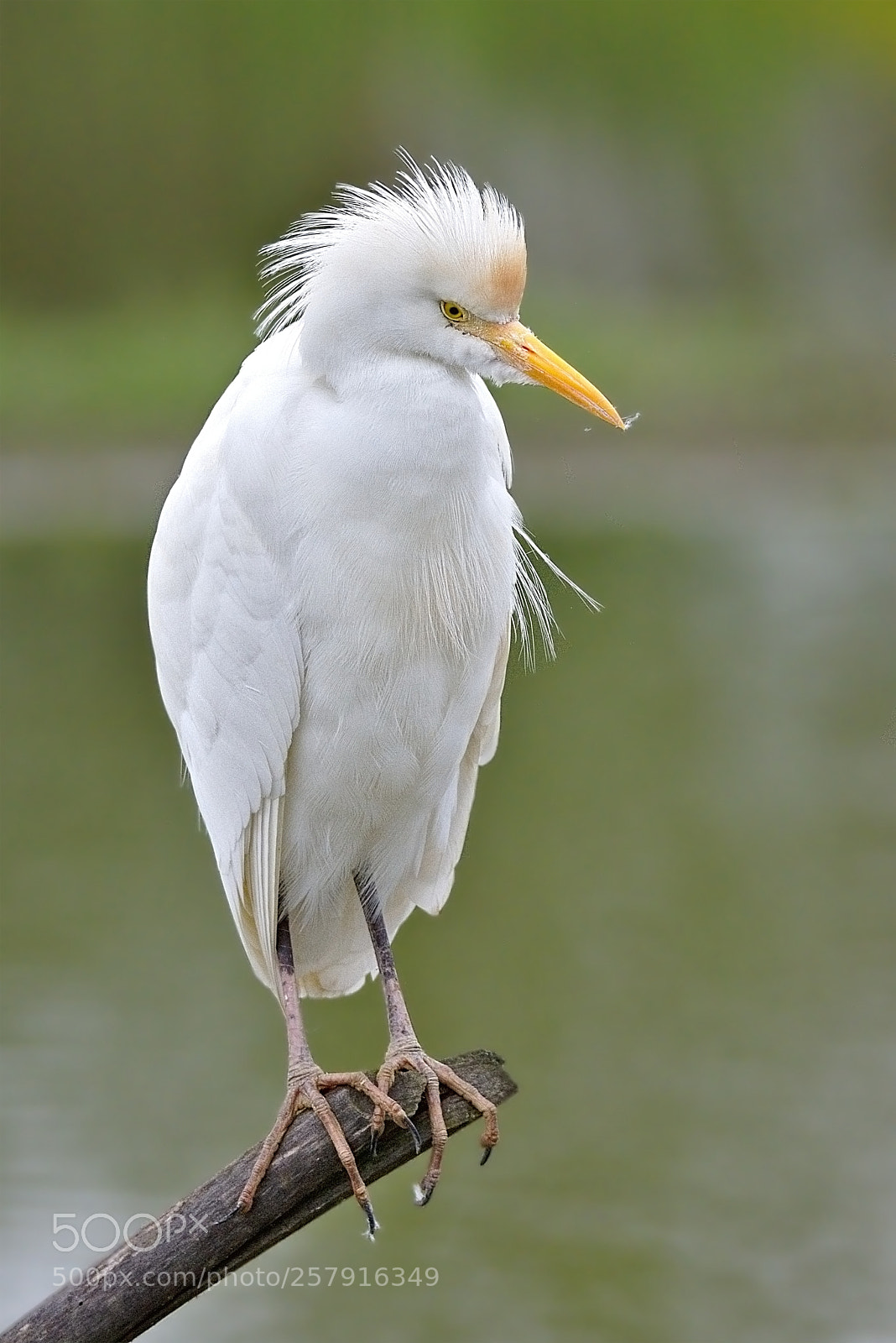 Nikon D7200 sample photo. Cattle egret photography