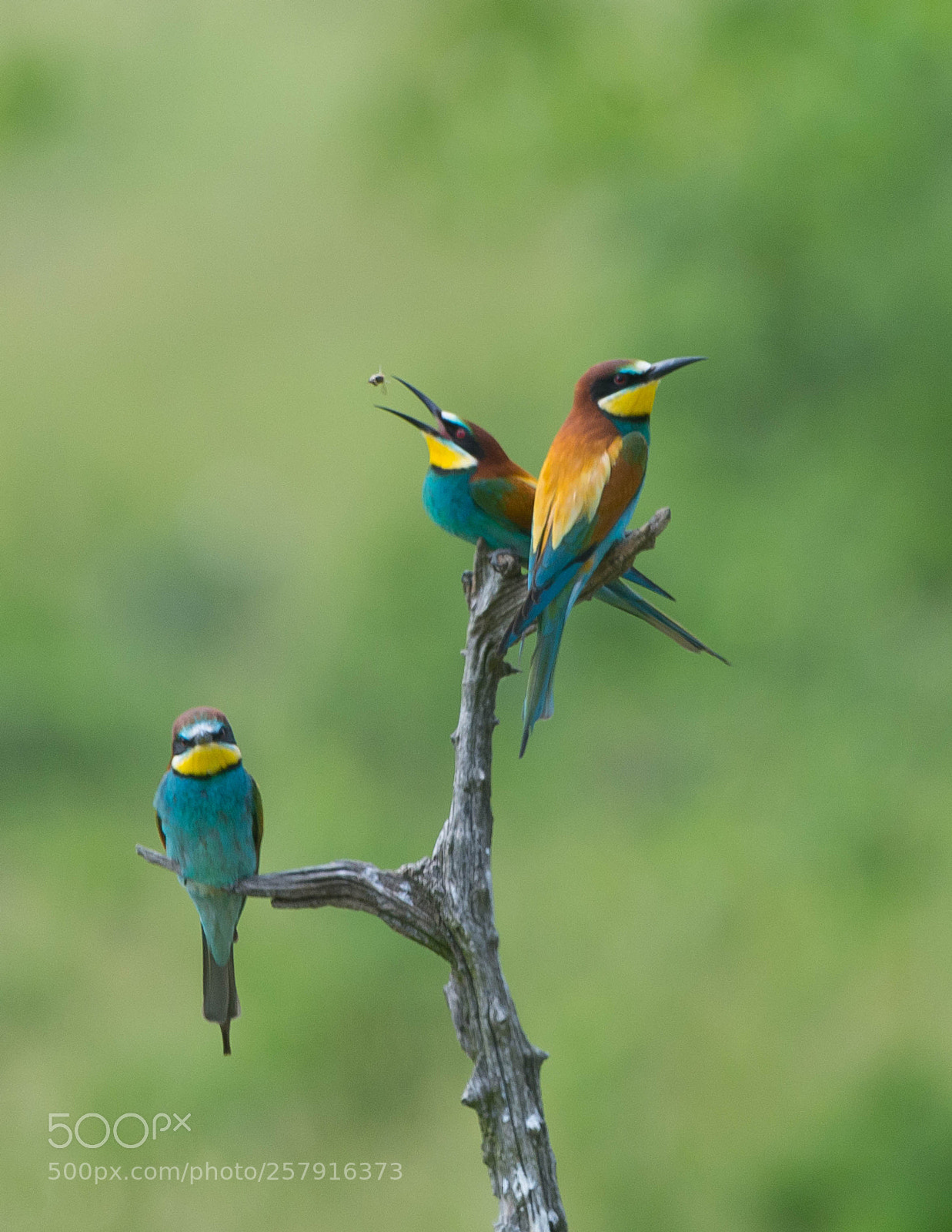 Nikon D7100 sample photo. Merops apiaster photography