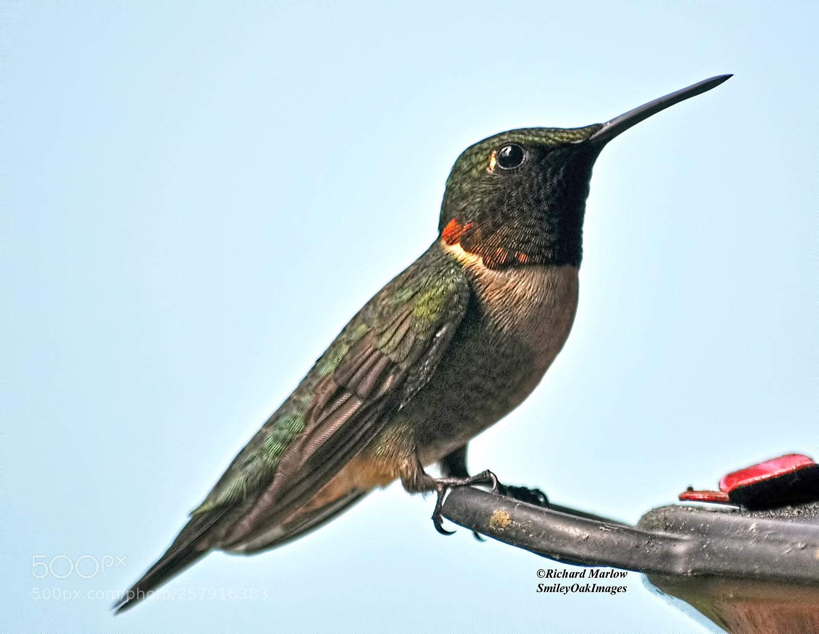 Nikon D5000 sample photo. Hummingbird photography