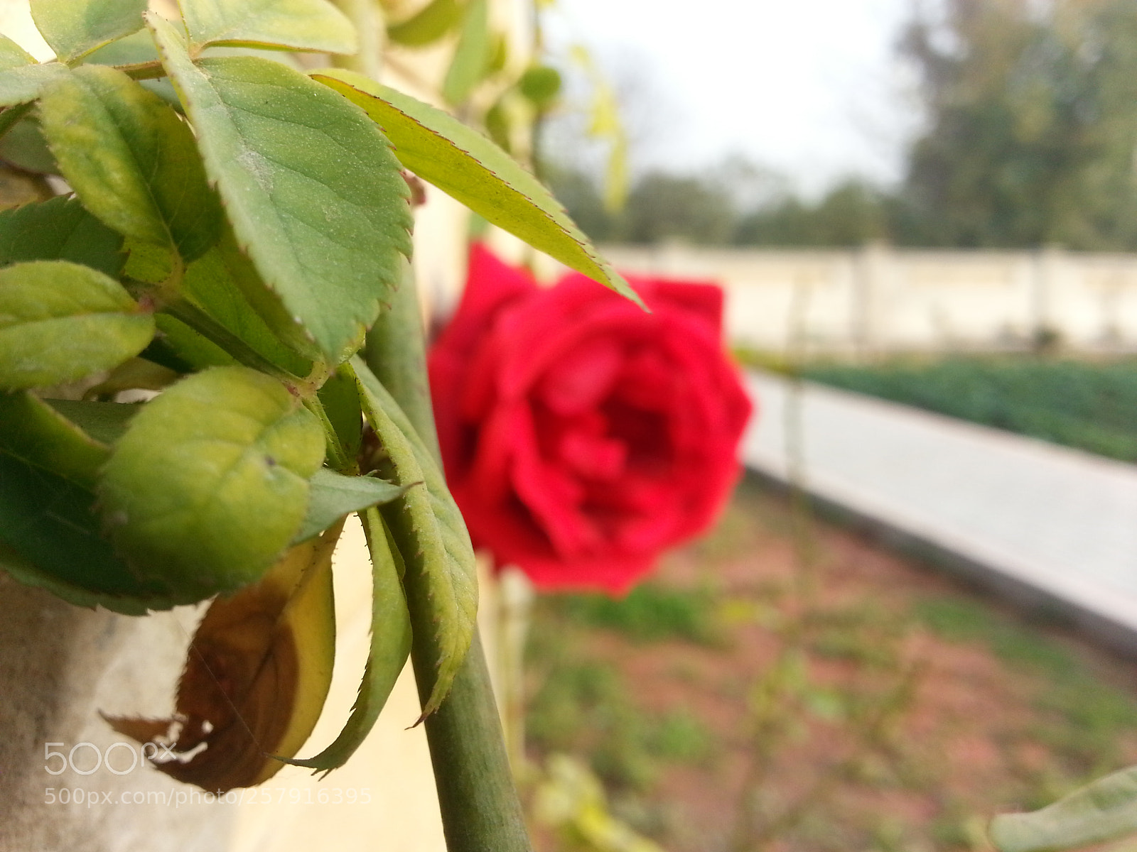Samsung Galaxy S3 sample photo. Rose blurred photography